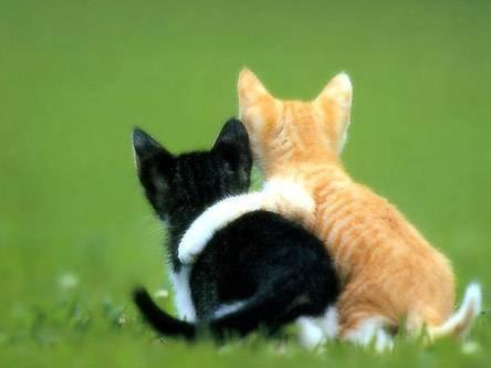 20080715165944-gatitos22.jpg